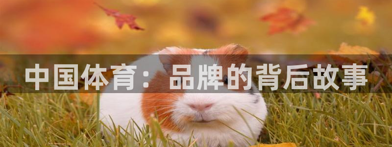 雨燕足球直播：中国体育：品牌的背后故事